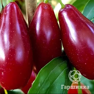 

Кизил Владимир