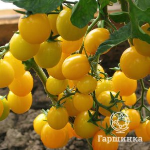 

Томат Карамель желтая F1 ЦП 0,1 г, Семена Седек