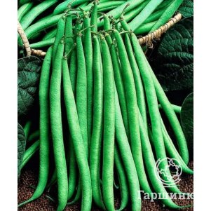Фасоль вьющаяся Королева осени 3 г ц/п, Семена Аэлита