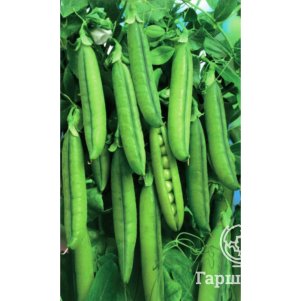 Горох КаскадКаскадный цп Семена Марс 27₽