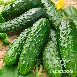 Огурец Парничковый цп Уральский дачник Семена Марс 38₽