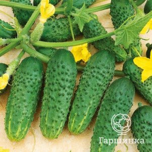 Огурец Пучковый Бум F1 ц/п 5 шт, Семена Алтая