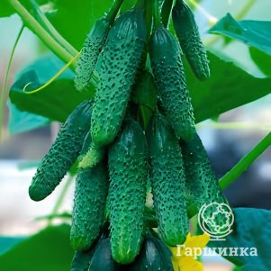 Огурец Пучковый урожай F1 ц/п Уральский Дачник, Семена Марс