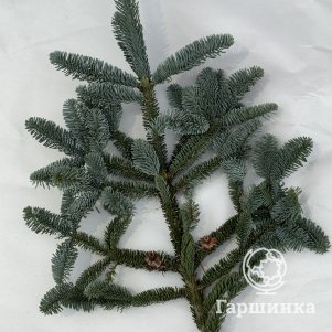 

Нобилис (ветка пихты) большая 70 см