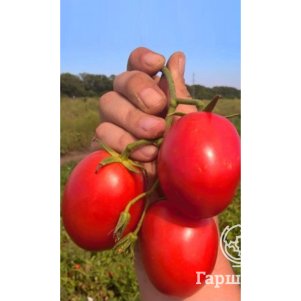 

Томат Непасынкующийся Сливовидный ц/п Уральский дачник, Семена Марс