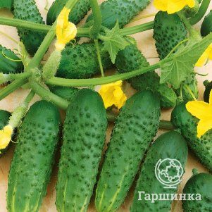 Огурец Чудо на Засол F1 цп Уральский дачник Семена Марс 62₽