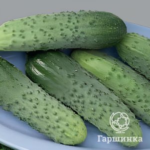 Огурец Шустрец (корнишон) F1 ц/п Уральский дачник, Семена Марс