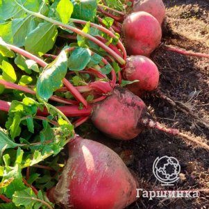 Редька Сахарная голова китайская ц/п Уральский дачник, Семена Марс
