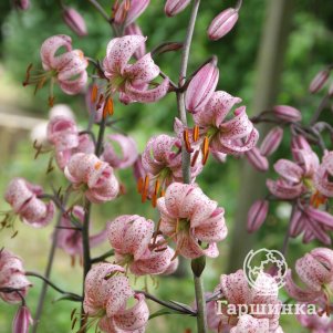 Лилия Пурпл Монинг кудреватая