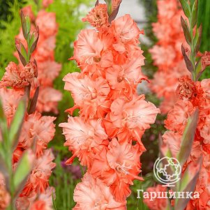 Гладиолус Корал Краш