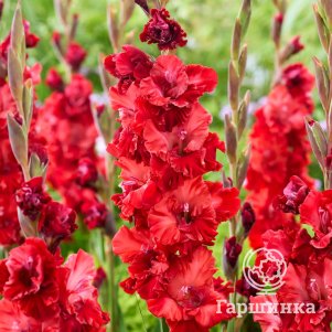 Гладиолус Вельвет Распберри