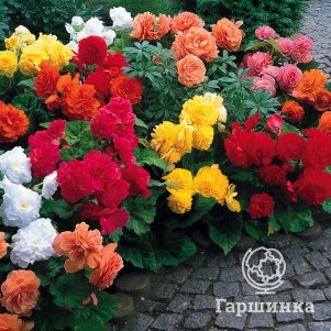 Бегония Нон Стоп Микс