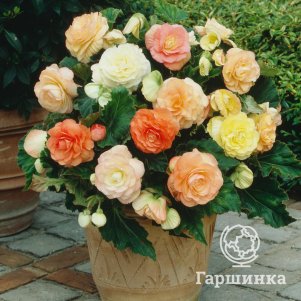 Бегония Пастель Вейв Микс