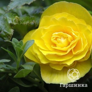 Бегония Грандифлора Еллоу