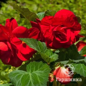 Бегония Грандифлора Ред