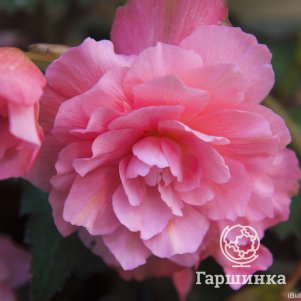 Бегония Грандифлора Пинк