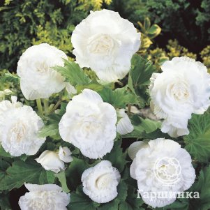 Бегония Грандифлора Вайт