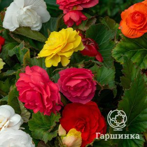 Бегония Грандифлора Микс