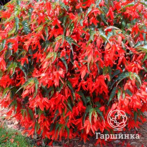 Бегония Санта Круз боливийская