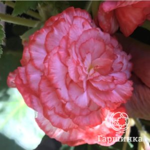 Бегония Мармората