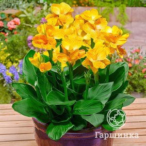 

Канна Клеопатра Еллоу