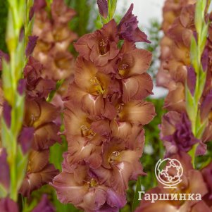 Гладиолус Индиан Саммер