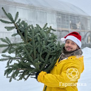 

Нобилис (букет из 3 веток пихты) большой 70см