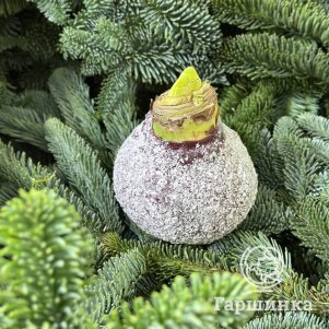 

Гиппеаструм новогодний (красный в инее воск)