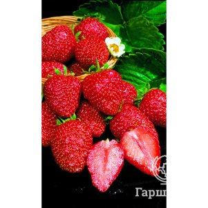 

Земляника Гиганто Росса ремонтантная Уральский дачник, Семена Марс