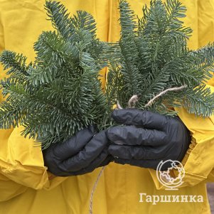 

Нобилис (букет из 5 веточек пихты) мини 15см