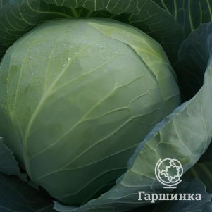 Капуста Сахарная голова белокочанная цп Семена Седек 56₽