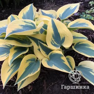 

Хоста Бен Верной (M)