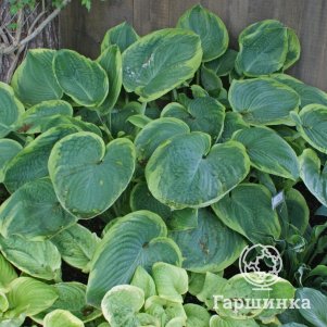 

Хоста Хиз Онор (M)