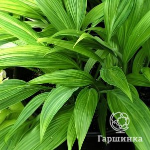 

Хоста Хьюга Ураджиро (M)