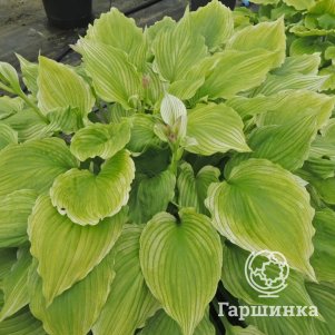 Хоста Лемон Фезерс M 990₽