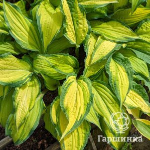 

Хоста Липстик Кисс (M)