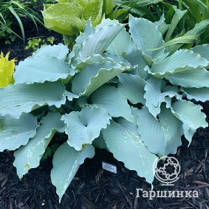 Хоста Скайврайтер M 990₽