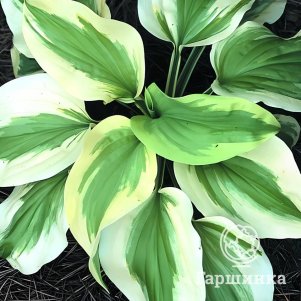 

Хоста Свит Инносенс (M)