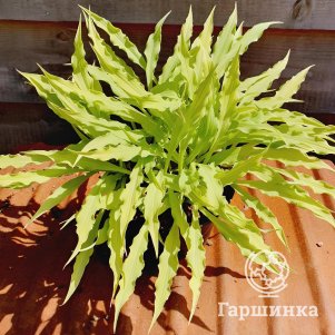 Хоста Вигглс энд Сквигглс S 990₽