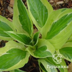 

Хоста Еллоу Полька Дот Бикини (S)