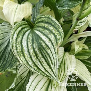 Хоста Зебра Страйпс S 600₽