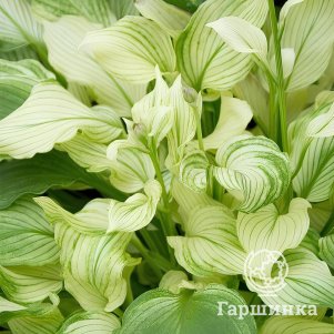 Хоста Вайт Фезе Белое перо XXL 990₽