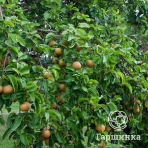 Груша китайская Неша Секуи 760₽