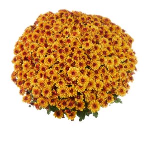 

Хризантема мультифлора Банкет Ред Биколор