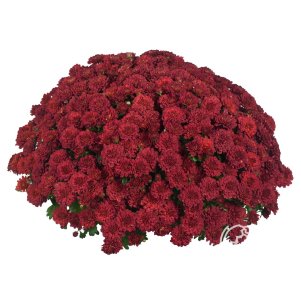 

Хризантема мультифлора Черри Ред