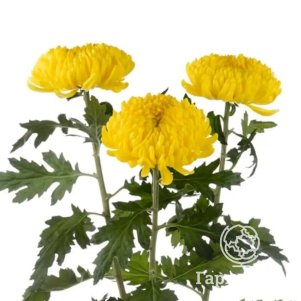 

Хризантема Астроид тепл