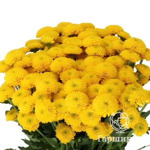 

Хризантема Ауринко тепл