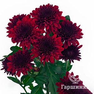 

Хризантема Барка Ред тепл