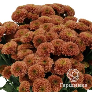 

Хризантема Дория Черри тепл.