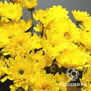 

Хризантема Евро Санни тепл.